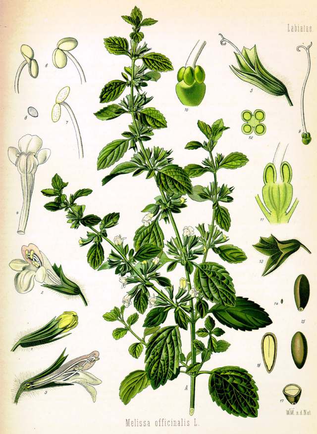 بادرنجبویه Melissa officinalis Balm Lamiaceae 5